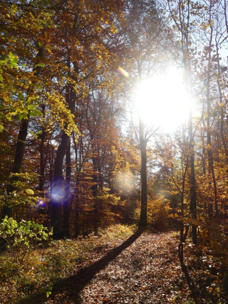 Herbst_5.jpg