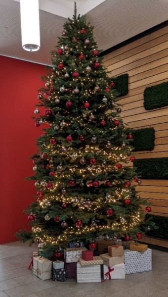 Baum.jpg