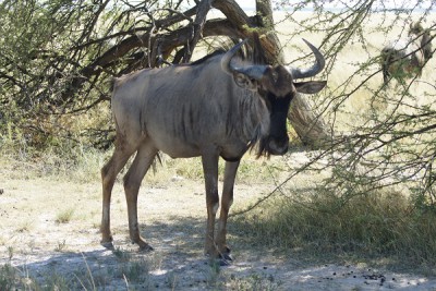 Gnu.jpg