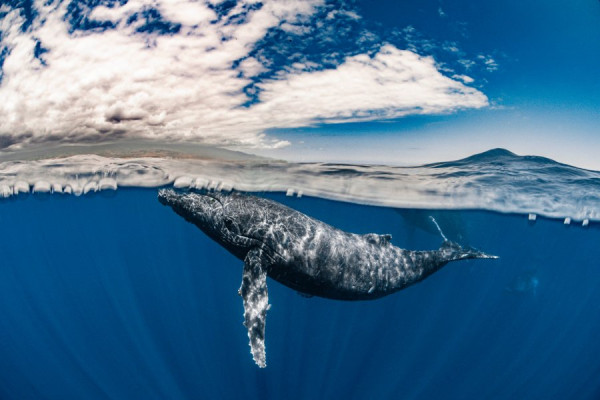 FR-FR-Nature_&_Wildlife-3075276.jpg