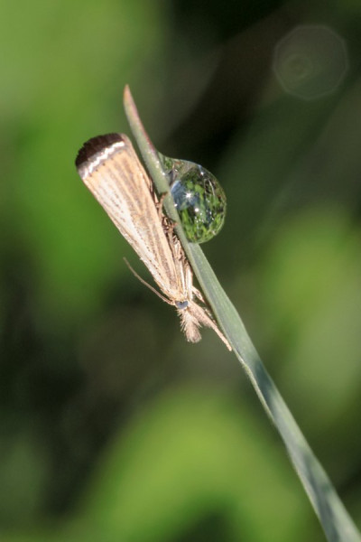 Zünsler,Kleinschmetterling.jpg