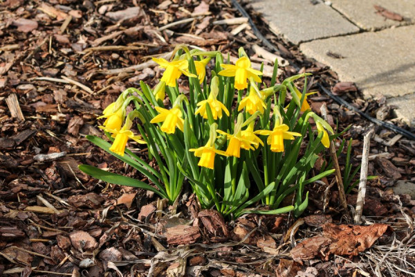 Frühlingserwachen1.jpg