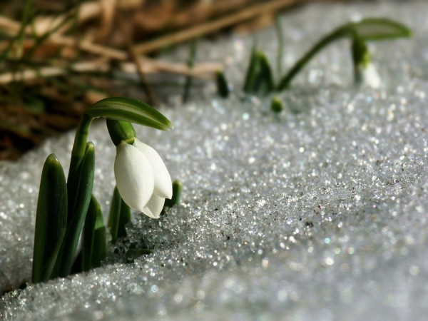 Schneeglöckchen-1_cr-1.jpg