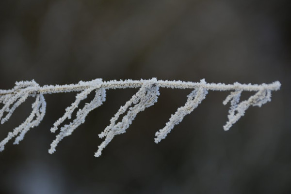 Winter (26).JPG