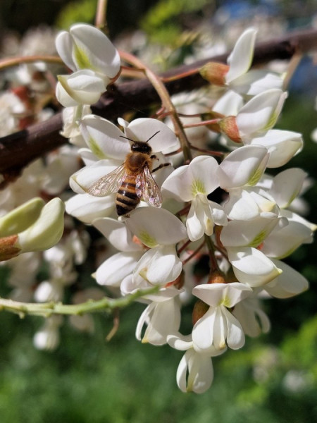 20240504_105620Bienenweide.jpg