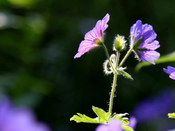 Close_up_25.JPG