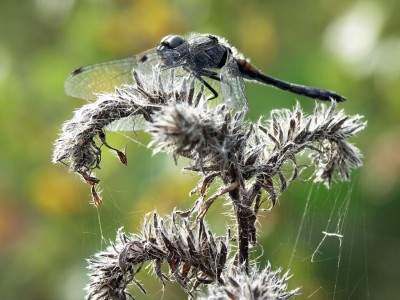 Libelle.jpg