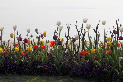 Tulpen.jpg