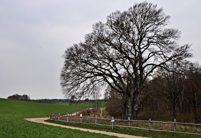 Buche_1.jpg