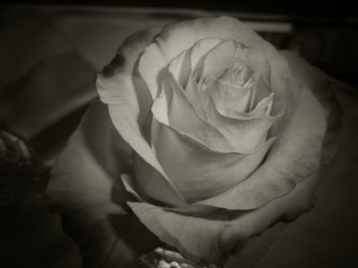 Rose.JPG