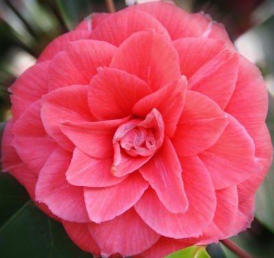 Rosa.jpg