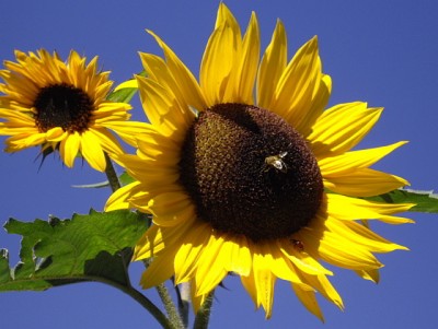 IMGP8392.jpg