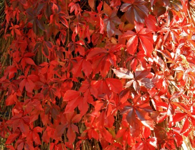 Herbst.JPG