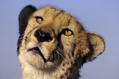 cheetah.jpg