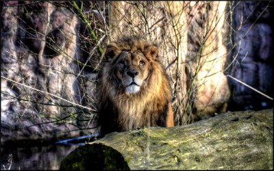 zoomlion.jpg