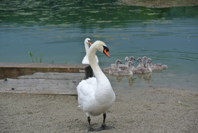 Schwanenpapa.JPG