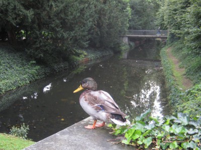 MS-Ente.JPG