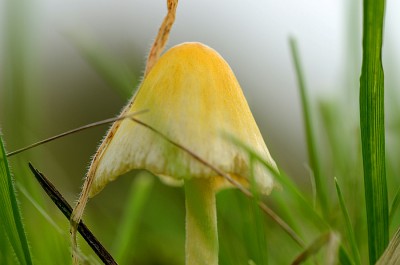Pilz_DSC_5981-2-s900.jpg