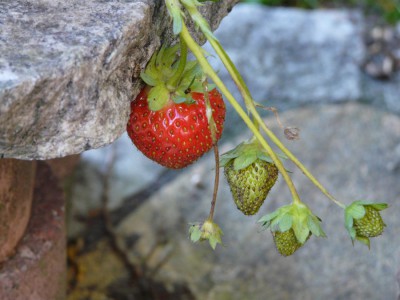 Erdbeere.jpg