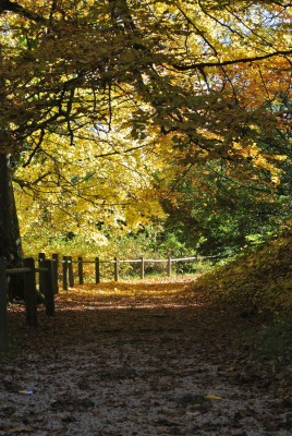 Laubengang.JPG