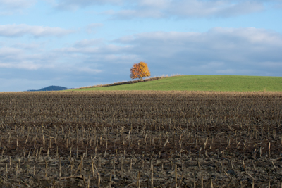 Baum.jpg