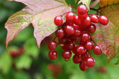 15_10_Joh-Beere.jpg