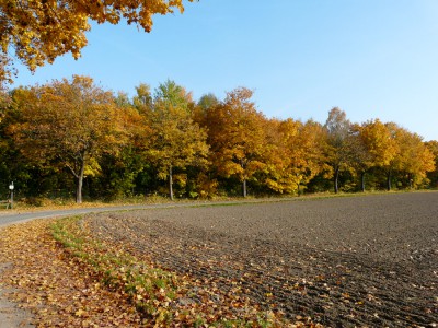 Baum1.jpg