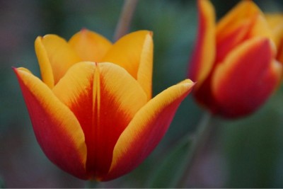 tulpe.jpg