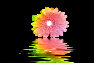 Regenblume2.jpg