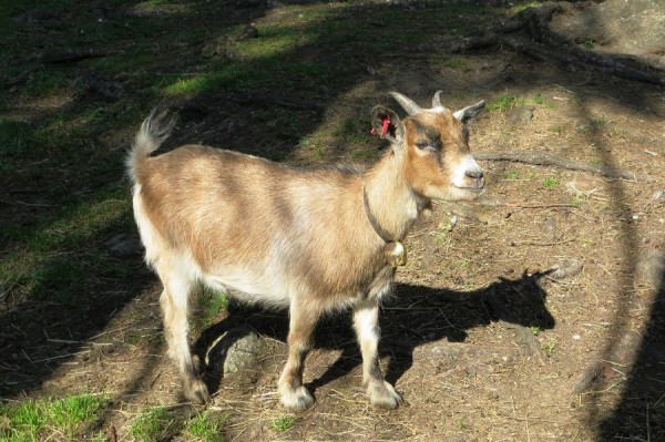 ZiegeIMG_9956.jpg