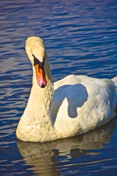 Schwan.jpg