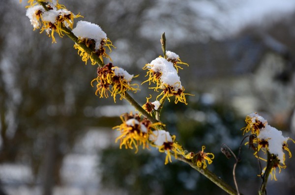 Winter-DSC_1555-3-900.jpg