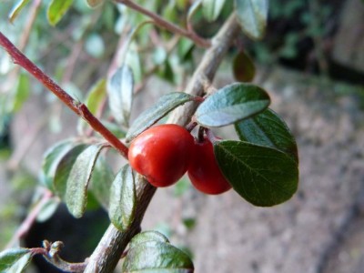 Cewe-Herbst.jpg