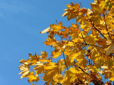 Der_Herbst_malt_bunt3.jpg