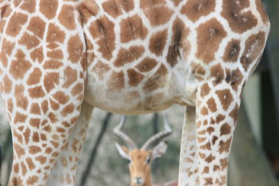 080321_1466_Hagenbeck.jpg