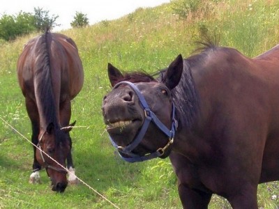 crazyhorse.jpg
