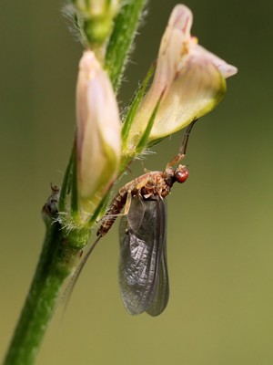 Eintagsfliege.jpg