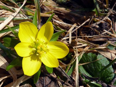 Frühlingsboten_2.jpg