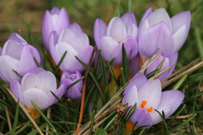 Krokusse.JPG