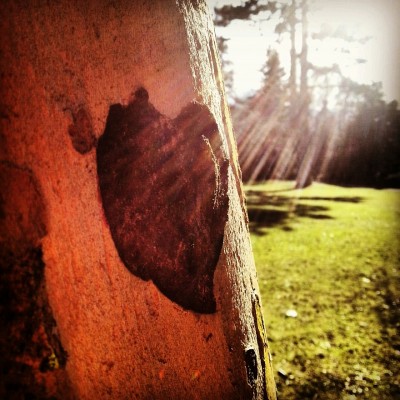 Baum_k.jpg