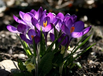 frühlingserwachen.JPG