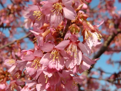 Frühling 1.jpg