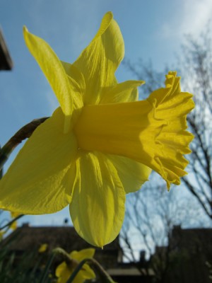 Frühling 5.jpg