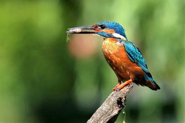 Eisvogel 01w.jpg