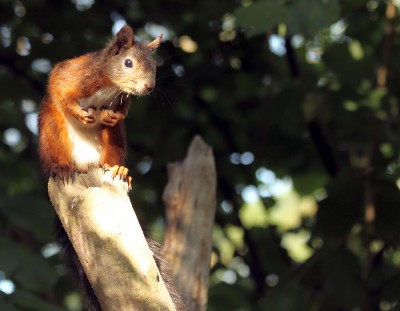 Eichhörnchen.jpg