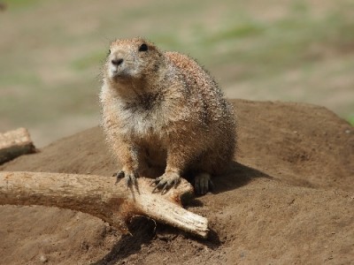 Erdhörnchen.jpg
