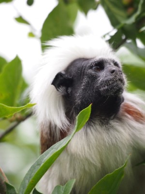 Affe.jpg