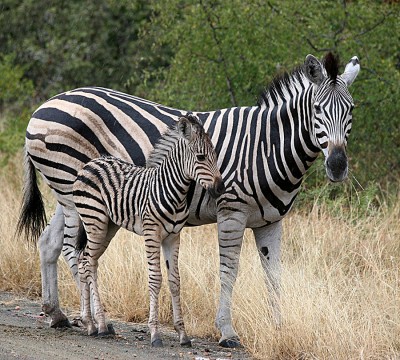 Kruger-NP.jpg