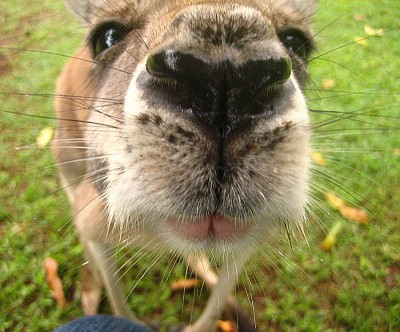 Känguru.jpg