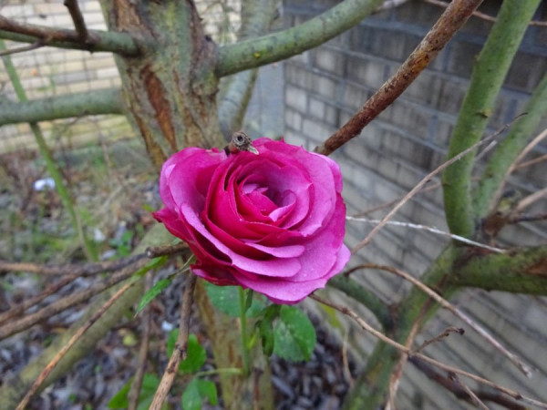 DSC01166.JPG